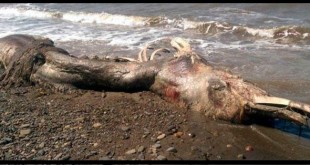 Localizan una misteriosa criatura marina muerta en una isla de Rusia