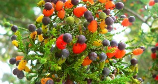 Árbol de diferentes tipos de frutas