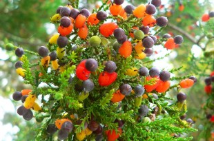 Árbol de diferentes tipos de frutas