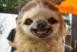 Perezoso sonriendo, consejo para dejar de ser perezoso.