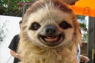 Perezoso sonriendo, consejo para dejar de ser perezoso.