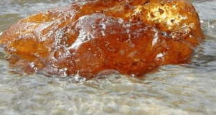 SI ENCUENTRAS CACA DE ESTA ANIMAL PODRIAS ACUMULAR UNA FORTUNA