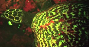 tortuga carey que emitía una luz neón verde,fluorescente
