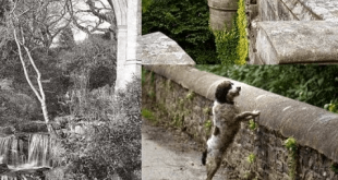 El puente de los perros suicida, "Overtoun bridge" pagan mucho dinero por ver