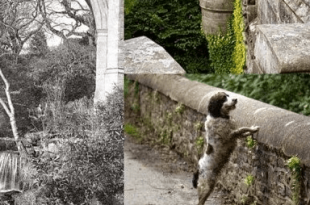 El puente de los perros suicida, "Overtoun bridge" pagan mucho dinero por ver