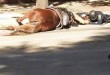 La impactante imagen del policía consolando a su caballo