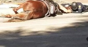 La impactante imagen del policía consolando a su caballo