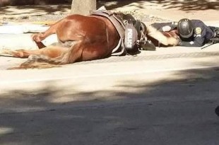 La impactante imagen del policía consolando a su caballo