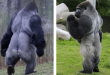 Gorila camina como humano miralo sin gastar dinero