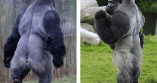 Gorila camina como humano miralo sin gastar dinero