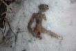 "Extraterrestre" hallado muerto en Rusia.