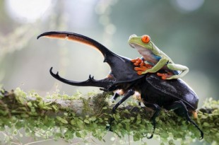 imagenes de animales salvajes