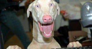 imagenes graciosas de animales