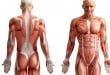 Cuantos musculos tiene el cuerpo humano