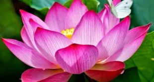 Flor de loto, significado, tipos y colores