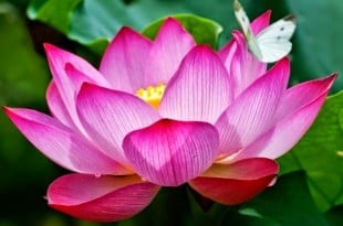 Flor de loto, significado, tipos y colores