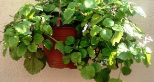 Planta del dinero