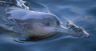 animales en peligro de extinción