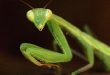 mantis religiosa