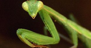 mantis religiosa