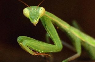 mantis religiosa