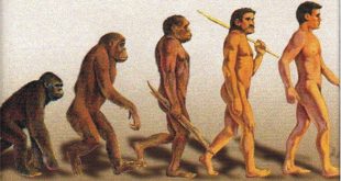 teoría de la evolución