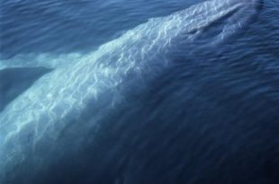 animales más grandes del mundo