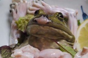 animales que se comen vivos