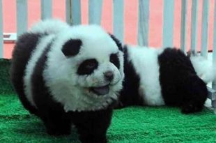 razas de perro exóticas