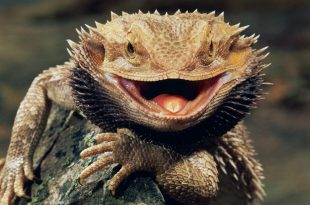 criaturas prehistóricas