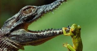 fotos de animales salvajes