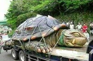 Animales Más Grandes Del Mundo