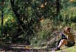 bosques mágicos