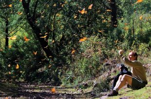 bosques mágicos