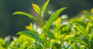 cómo respiran las plantas