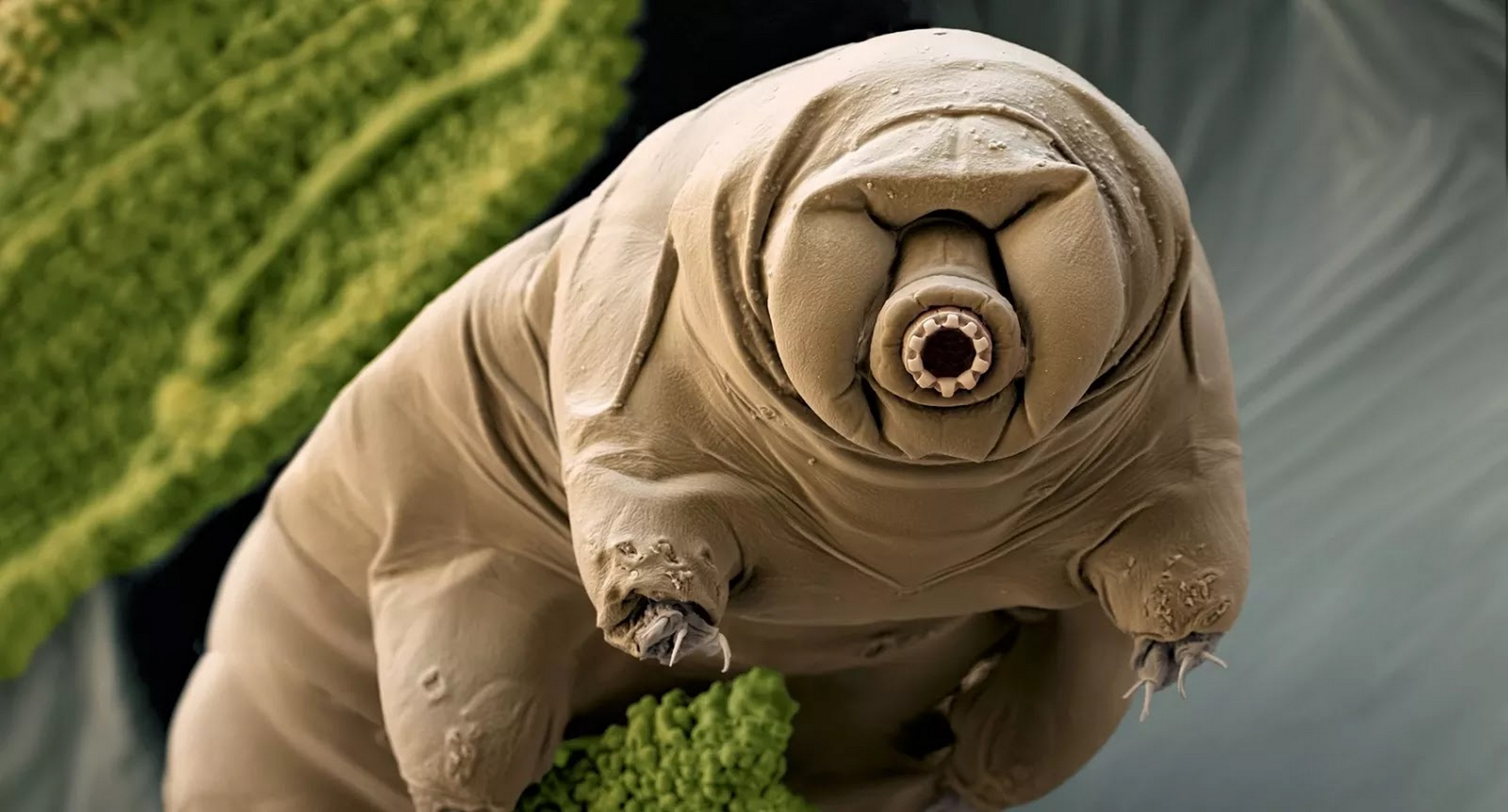Sorpréndete con este Top 10 de los Animales Más Raros Del Mundo