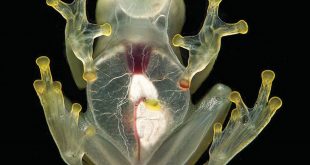 Animales Más Raros Del Mundo