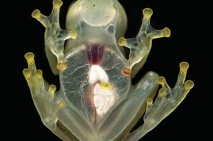 Animales Más Raros Del Mundo