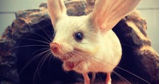 Animales Extraños