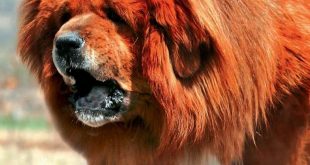 El perro más caro del mundo