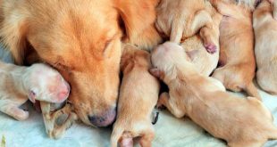 Cuánto Dura el Embarazo de un Perro