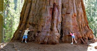 el Árbol más Grande del Mundo