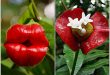 La flor del beso: Psychotria elata