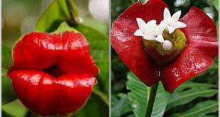 La flor del beso: Psychotria elata