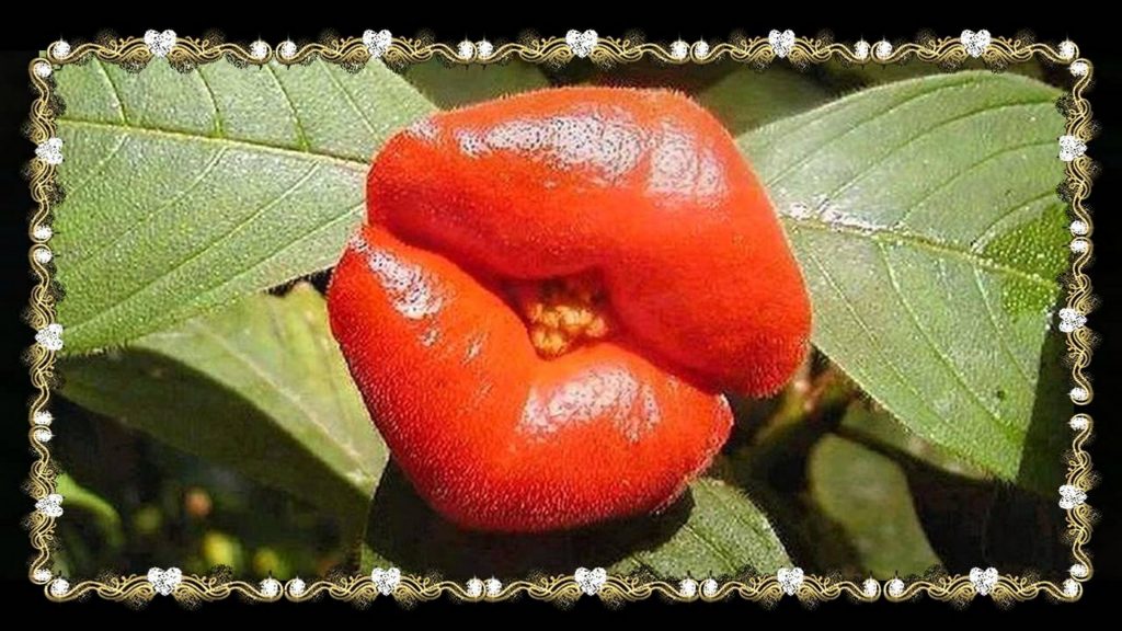 La flor del beso: Psychotria elata La flor del beso: Psychotria elata