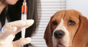 quién inventó la vacuna contra la rabia
