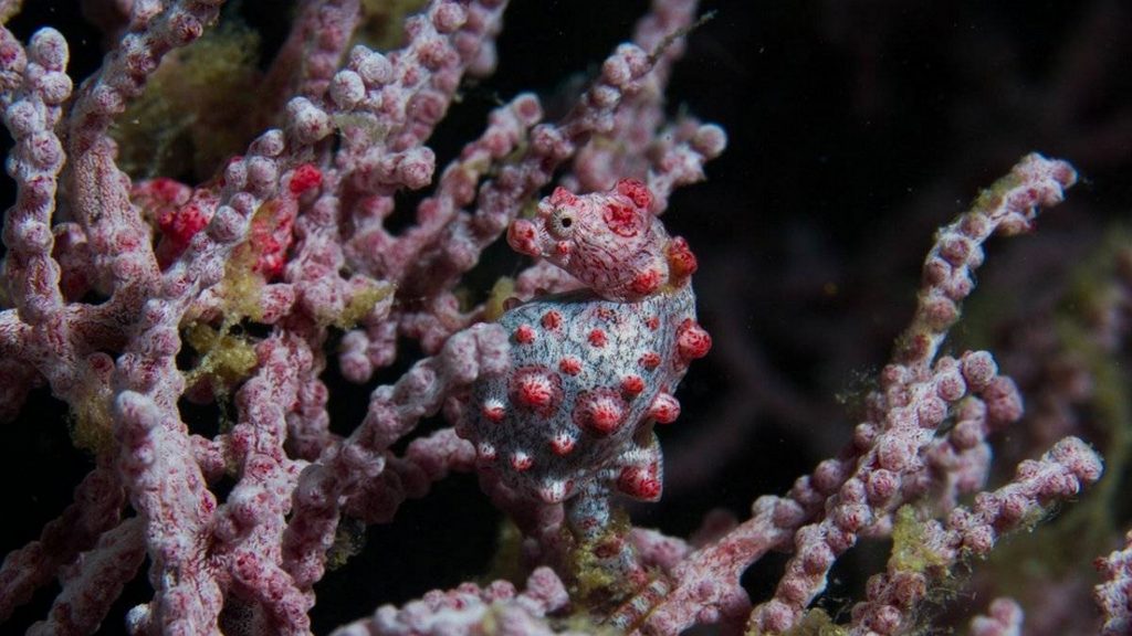 animales que se camuflan 