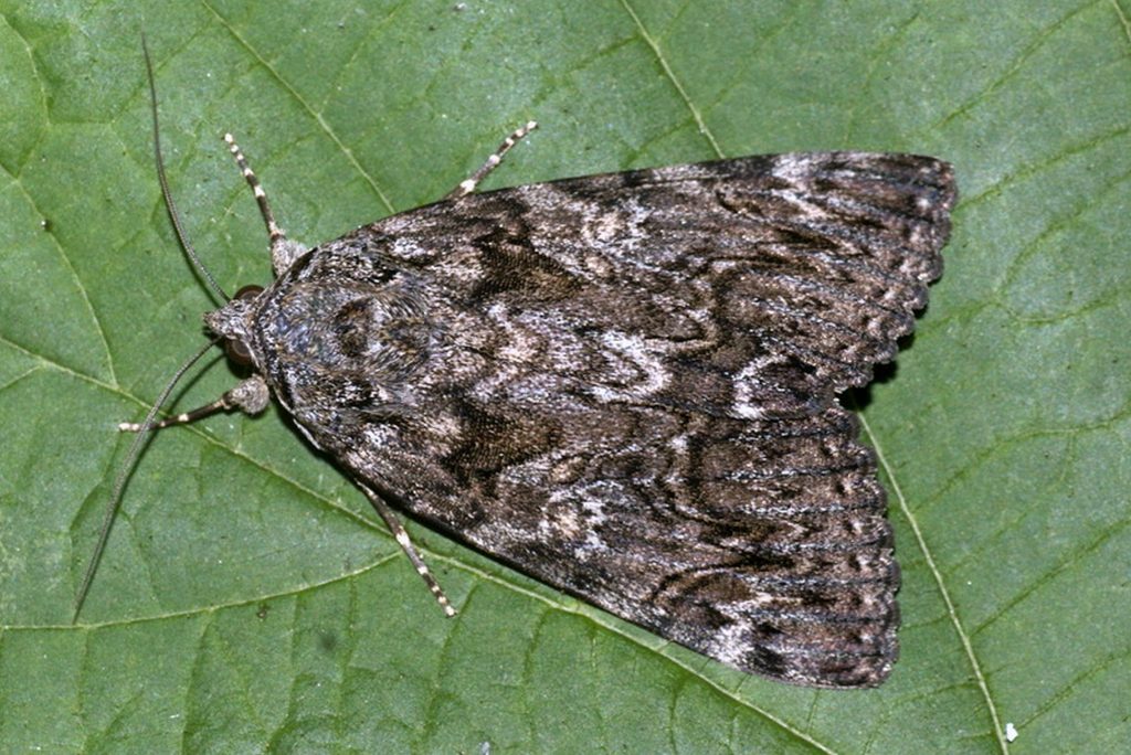 animales que se camuflan 