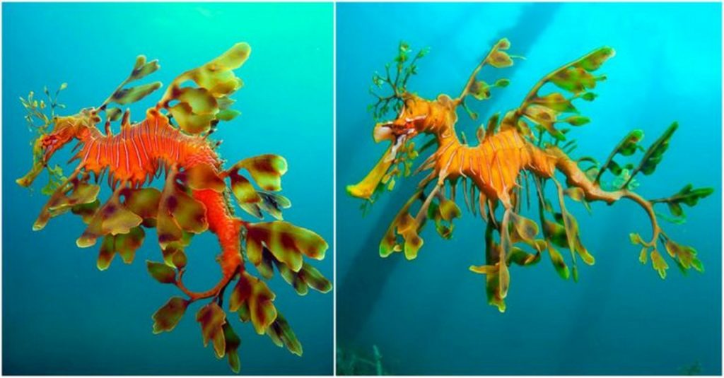 animales que se camuflan 