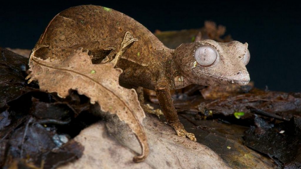 animales que se camuflan